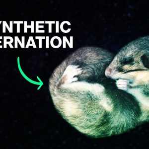 Human Hibernation Isn't Just for Space Travel
